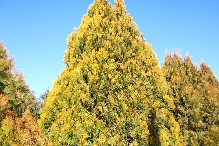 京灑柏41號 京灑柏41號