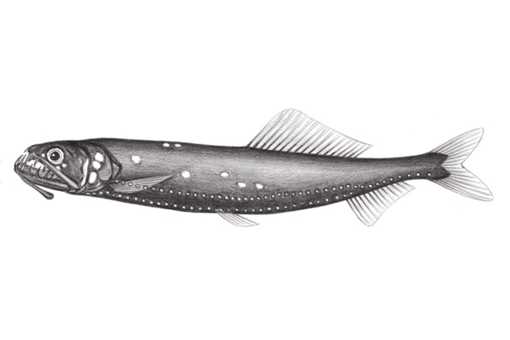 台灣星衫魚 台灣星衫魚