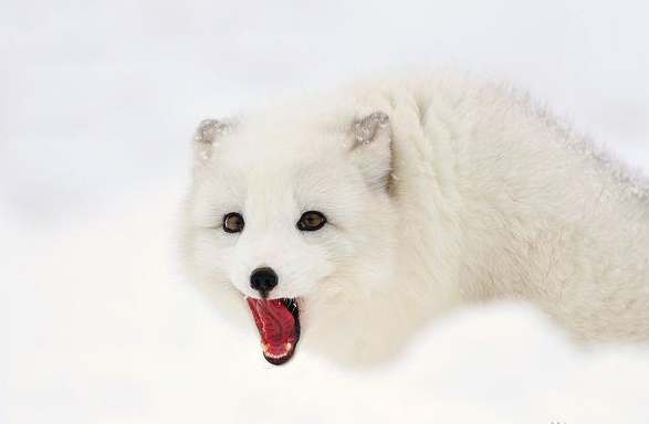 雪狐(北極狐的別稱)