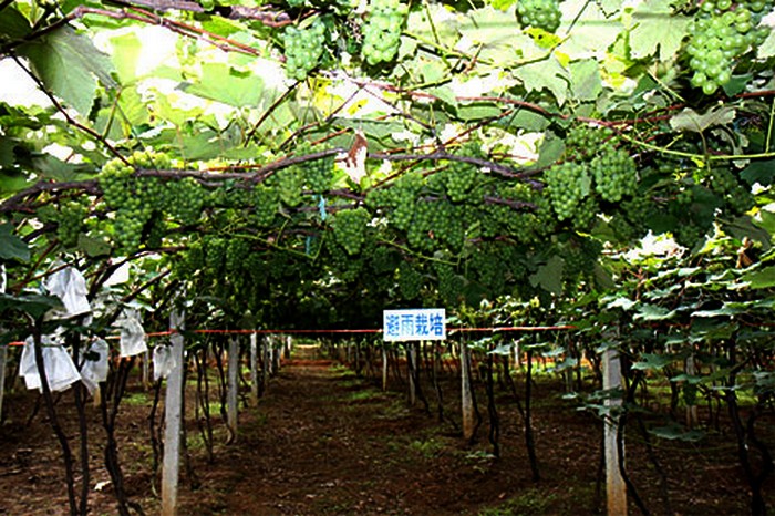 彌勒縣避雨栽培技術的葡萄園