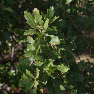 Quercus vaseyana
