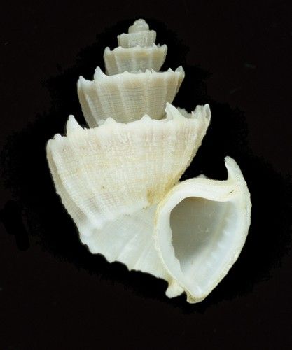 古董核螺