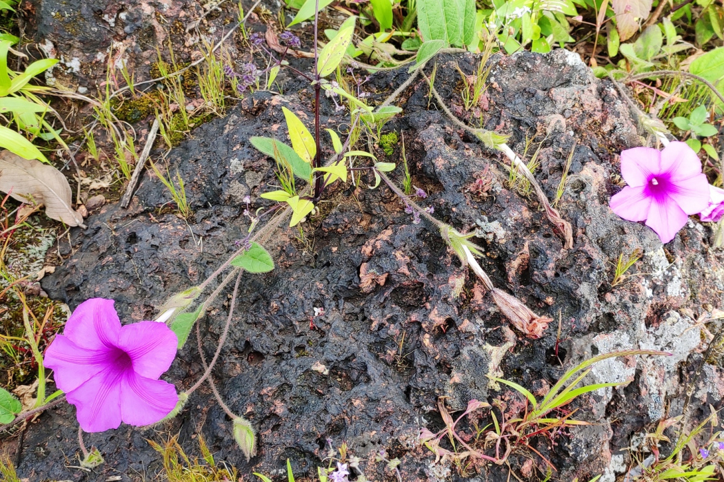Ipomoea barlerioides