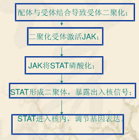 JAK-STAT信號通路 來源：百度文庫