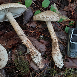 瓦灰鵝膏