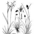 小花地楊梅 小花地楊梅