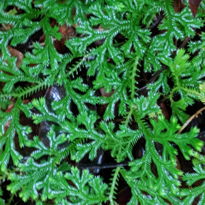 Selaginella fruticulosa