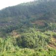 柳樹田村(雲南墨江縣團田鄉下轄村) 柳樹田村(雲南墨江縣團田鄉下轄村)