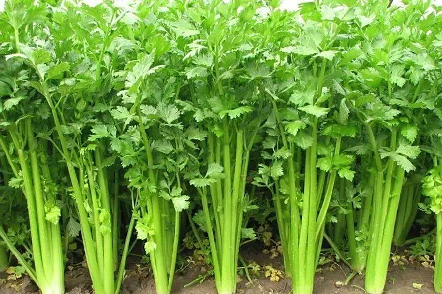 板葉香芹 板葉香芹