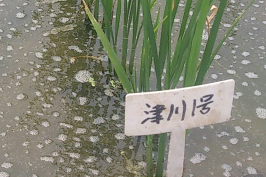 津川1號 津川1號