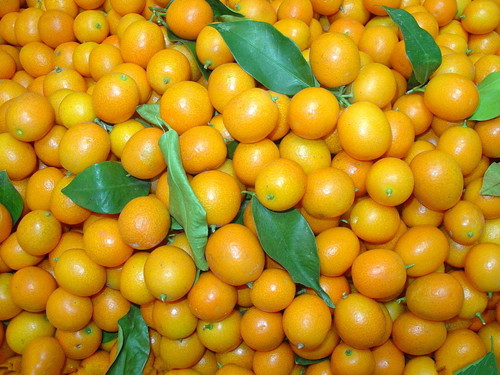 金橘(芸香目芸香科植物)
