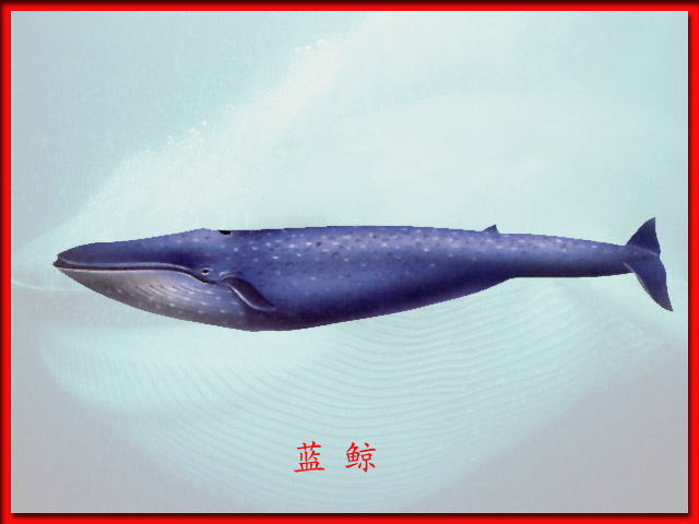 小藍鯨