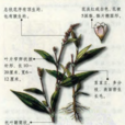 葒草(葒草) 葒草(葒草)