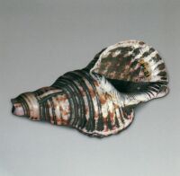 涼山彝族海螺號