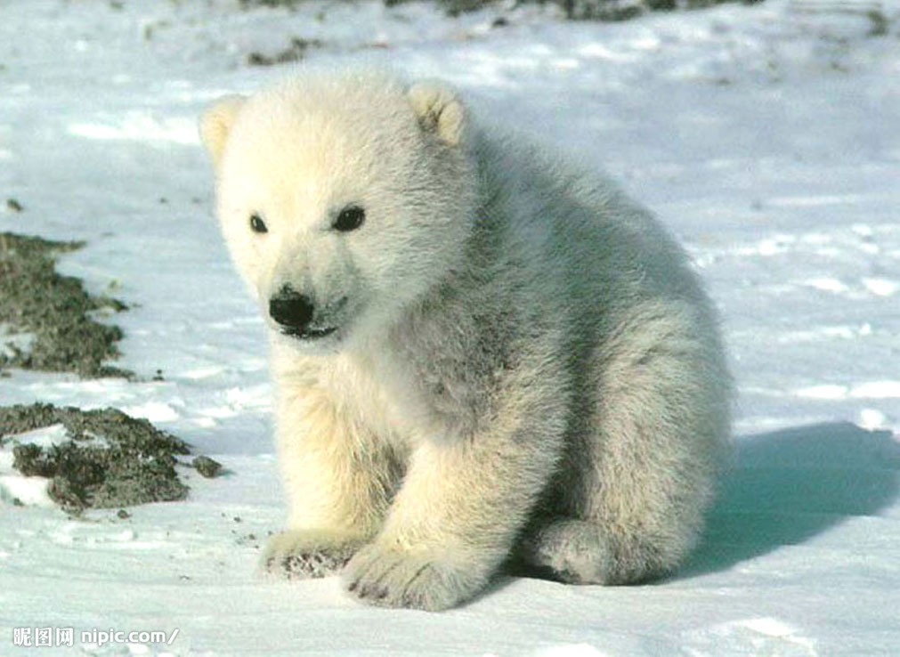 可愛的北極熊