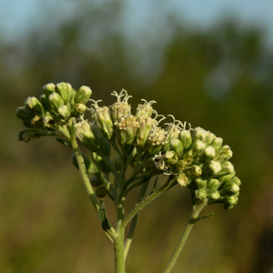 Stomatanthes oblongifolius