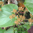 白粉藤(葡萄科白粉藤屬植物) 白粉藤(葡萄科白粉藤屬植物)