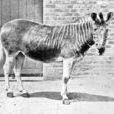 斑驢(已經滅絕的斑馬亞種)