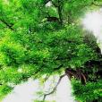 馬邊槭 馬邊槭
