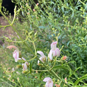 Keckiella breviflora