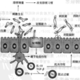 益生元