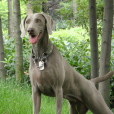 威瑪獵犬(Weimaraner)
