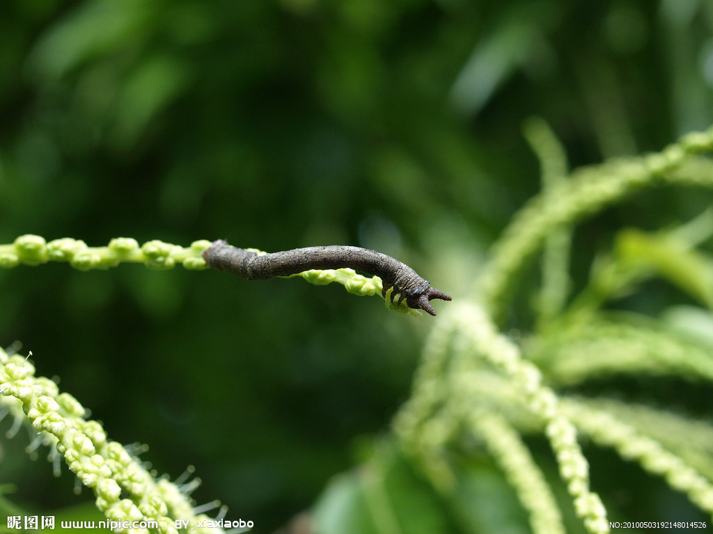 褐紋大尺蛾攝影圖_奇妙的昆蟲