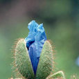 藍罌粟(植物)