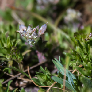 Alyssum umbellatum