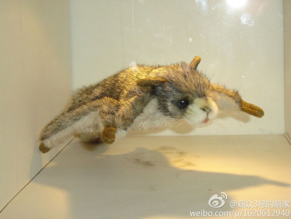 遠古翔獸(翔獸) 遠古翔獸(翔獸)