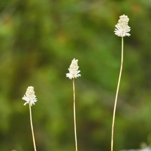 Allium guttatum