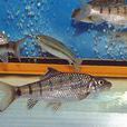 石賓光唇魚 石賓光唇魚