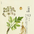 白蘄 白蘄
