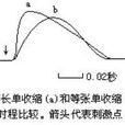 單收縮 單收縮