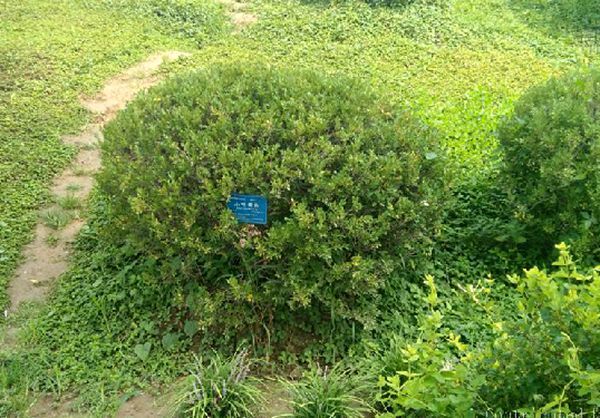 小葉黃楊WF-2 小葉黃楊WF-2