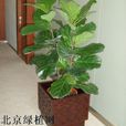 老闆樹 老闆樹