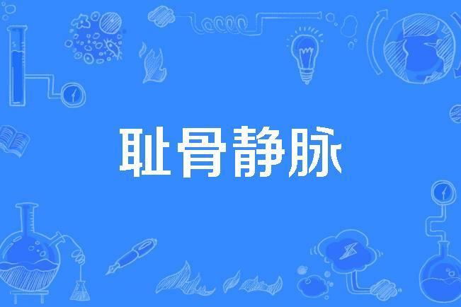 恥骨靜脈 恥骨靜脈