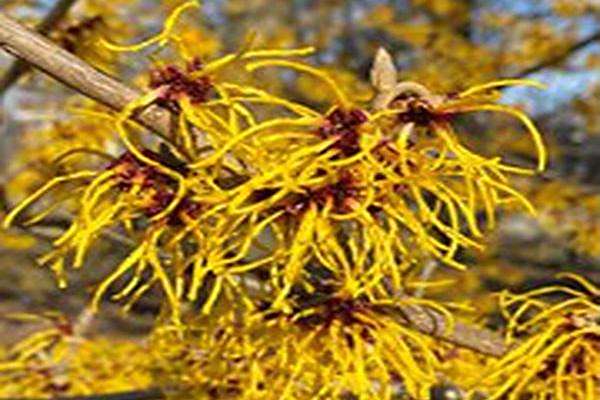 Hamamelis × intermedia \x27Barmstedt Gold\x27