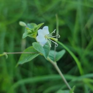 Cleome aculeata