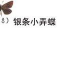 銀條小弄蝶 銀條小弄蝶