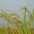 稻屬 稻屬