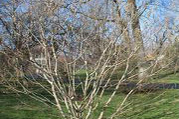 Salix discolor Salix discolor