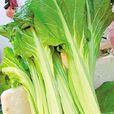 莙薘菜 莙薘菜