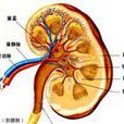 腎動脈阻塞 腎動脈阻塞