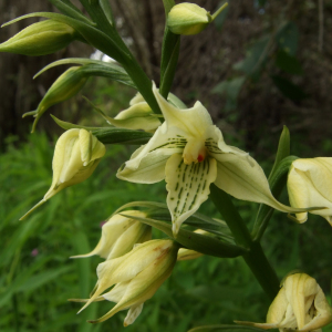 Gavilea trullata
