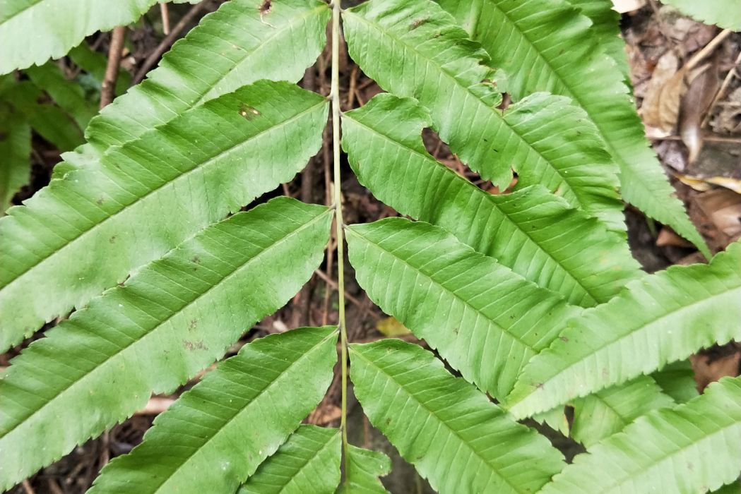 墨脫新月蕨 墨脫新月蕨
