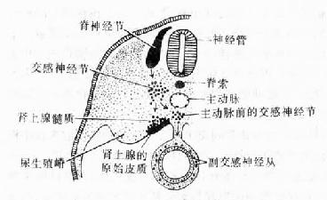 神經節細胞