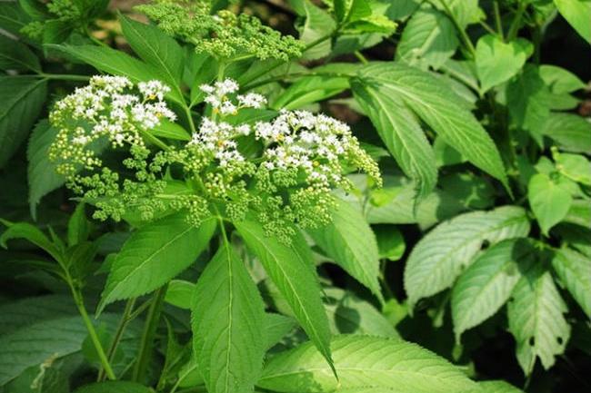 廣序臭草(小野臭草) 廣序臭草(小野臭草)