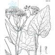 東風菜(桔梗目菊科植物)