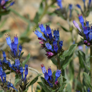 Moltkia coerulea